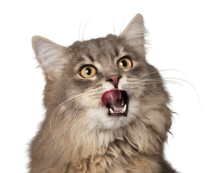 JOSERA Katzenfutter Proben - Kostenlose Futterproben für Ihre Katze